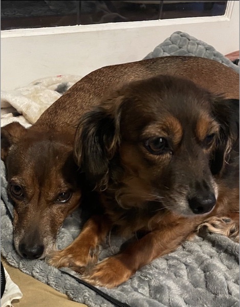 Bella & Eli Courtney